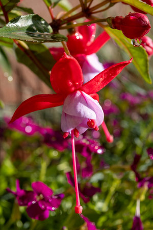 Colorful flowers of fuchsia magellanica flowers in spring garden after rain close upの写真素材