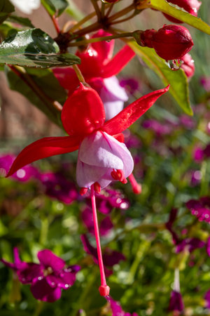 Colorful flowers of fuchsia magellanica flowers in spring garden after rain close up