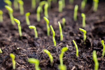 Young sprouts of new legumes and vegetables varieties in seed bank, seedlings for spring sowing in fields, close upの写真素材