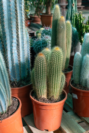Garden plants shop with different tropical succulent plants green cactuses in pots close upの写真素材