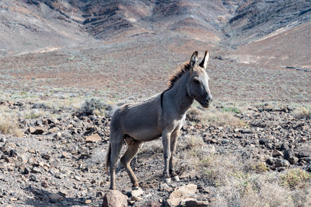 Gray donkey and rocky volcanic landscape of south part of Fuerteventura island, eco farming on Canary islands, Spainの写真素材