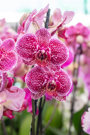 Blossom of colorful tropical decorative orchids flowers close up, orhid backgroundの写真素材