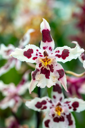 Blossom of colorful tropical decorative orchids flowers close up, orhid backgroundの写真素材