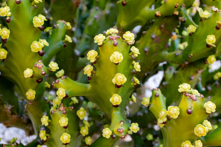 Small green yellow flowers of blossoming tropical cactus plantの写真素材