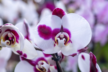 Blossom of colorful tropical decorative orchids flowers close up, orhid backgroundの写真素材