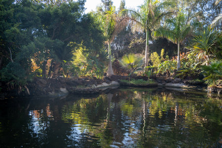 Botanical garden with different tropical succulent plants, palms, green cactuses and water basin in sunny dayの写真素材