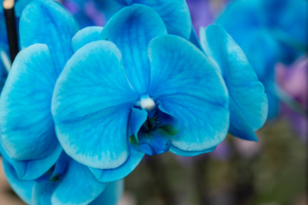 Blossom of blue and violet tropical decorative orchids flowers close up, orhid backgroundの写真素材