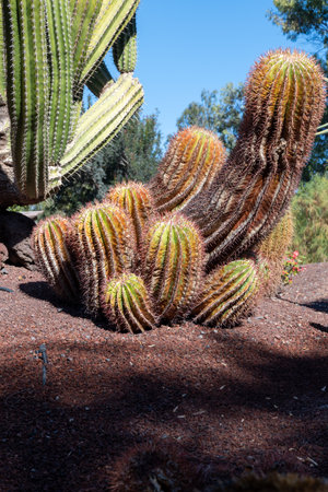 Botanical garden with different tropical succulent plants green cactuses in sunny dayの写真素材