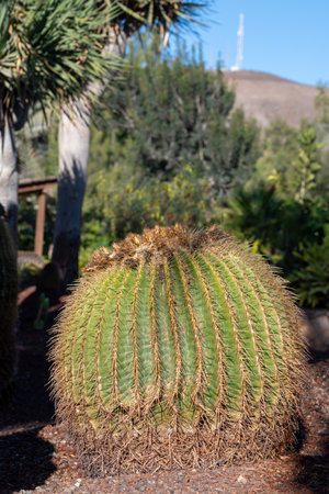 Botanical garden with different tropical succulent plants green cactuses in sunny day