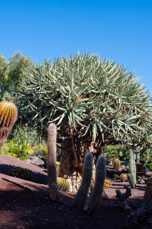 Botanical garden with different tropical succulent plants green cactuses in sunny dayの写真素材