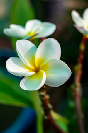 Aromatic flowers of white plumeria alba tropical plant growing outdoorの写真素材