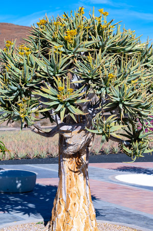 Dragon tree, Dracaena draco in Icod de los Vinos, Canary islands, Spain, botalican collectionの写真素材