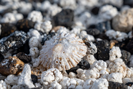 White popcorn shaped corals and sea shells on white corals beach in Corralejo, Fuerteventura, Canary islands, Spain, travel destination in winterの写真素材