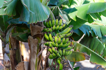 Banana trees plantation with green fruits and flower on La Palma, Canary islands, Spain, close upの写真素材