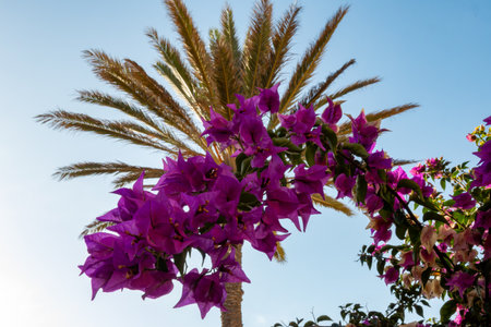 Bright purple Bougainvillea plant flowers and palm tree on blue clear skyの写真素材