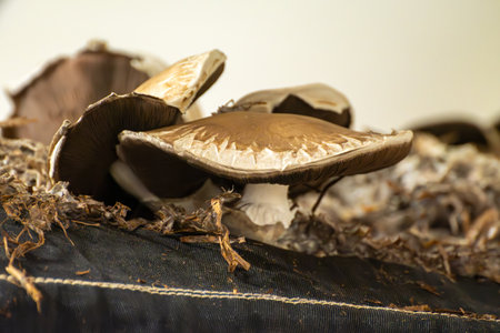 Growing of brown mushrooms mushrooms, mycelium grow from compost into casing on organic farm in Netherlands, food industry in Europe, close upの写真素材