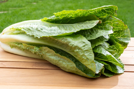 Green romaine cos lettuce source of vitamins, ready to eat and green grassの写真素材
