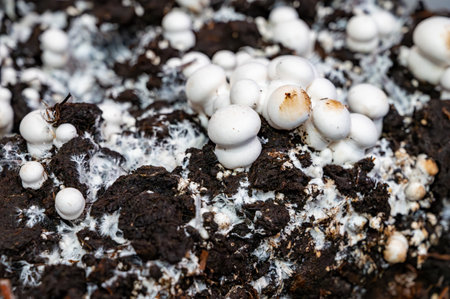 Growing of white mushrooms mushrooms, mycelium grow from compost into casing on organic farm in Netherlands, food industry in Europe, close upの写真素材