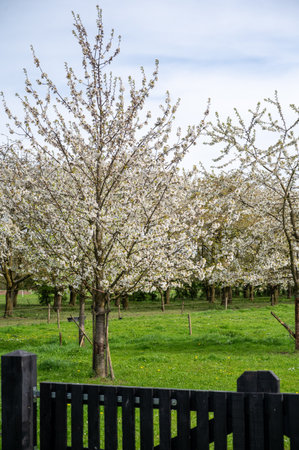 Spring blossom of cherry trees in orchard, fruit region Haspengouw in Betuwe, Netherlands, nature landscapeの写真素材