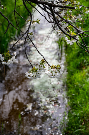Spring blossom of cherry trees in orchard, fruit region Haspengouw in Betuwe, Netherlands, nature landscapeの写真素材