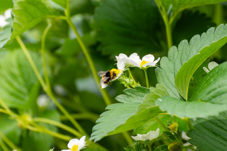 Pollination by bee, Dutch glass greenhouse, cultivation of strawberries, rows with young growing...