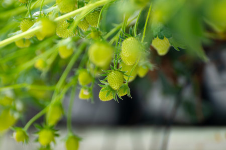 Dutch glass greenhouse, cultivation of strawberries, rows with young growing strawberries plantsの写真素材