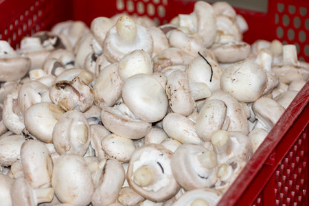 Cultivation of fresh white mushrooms mushrooms on organic farm in Netherlands, food industry in Europe, plastic boxes with mushrooms ready to saleの写真素材