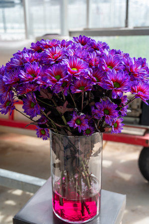 Crazy colors Chrysanthemum flowers growth in Dutch greenhouse, fresh flowers for shops and auctions world wide delivery, close upの写真素材