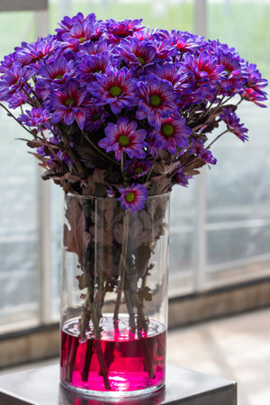How to make colorful Chrysanthemum flowers, growth in Dutch greenhouse, fresh flowers for shops and auctions world wide delivery, bouquet of Chrysanthemumの写真素材