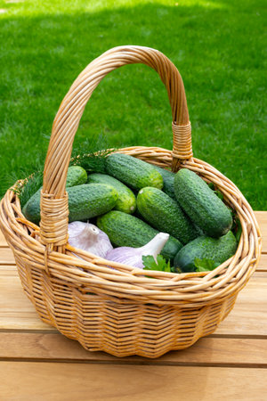 Organic garden growing vegetables, fresh green small cucumbers in wicker basket on red backgroundの写真素材