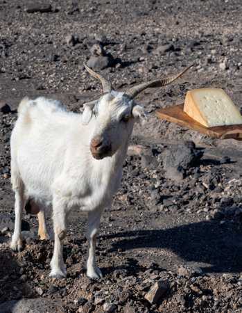 Goat cheese and goats on dry volcanic rocks and hillsides on Fuerteventura, Canary islands, Spain in winterの写真素材