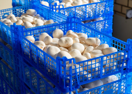 Cultivation of fresh white mushrooms mushrooms on organic farm in Netherlands, food industry in Europe, plastic boxes with mushrooms ready to saleの写真素材