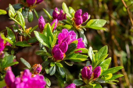 Pink blossom of rhododendron azalea flowers in spring garden close up sunny dayの写真素材