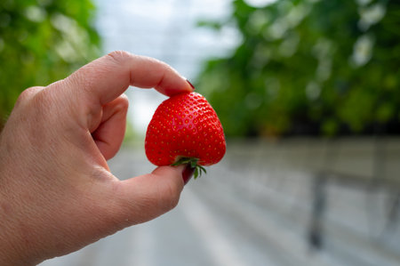 Dutch glass greenhouse, workers hand with ripe red sweet strawberry, cultivation of strawberries, rows with young growing strawberries plantsの写真素材