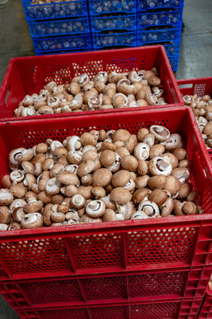 Cultivation of fresh brown mushrooms mushrooms on organic farm in Netherlands, food industry in Europe, plastic boxes with mushrooms ready to saleの写真素材