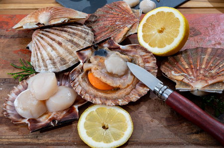 Atlantic bay scallops coquille St. James sea shells, in shells and cleaned, catch of the day in Normandy or Brittany, France on fish marketの写真素材
