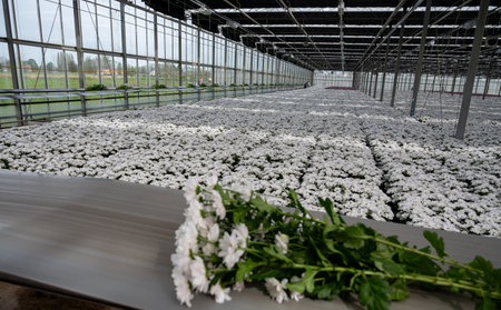 White Chrysanthemum flowers growth in huge Dutch greenhouse, fresh flowers for shops and auctions world wide delivery, package beltの写真素材