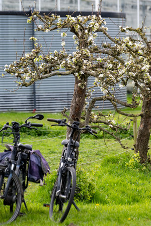 Rural Dutch landscape with green pasture, pear tree in blossom, bikes and farms in Gelderland, springtimeの写真素材