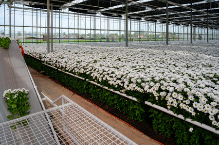 White Chrysanthemum flowers growth in huge Dutch greenhouse, fresh flowers for shops and auctions world wide delivery, package beltの写真素材