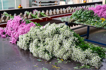 Package line of Chrysanthemum flowers in Dutch greenhouse, boxing, making bouquets for shops and auctions world wide delivery, package belt, flowers from Netherlandsの写真素材