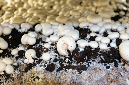 Growing of white mushrooms mushrooms, mycelium grow from compost into casing on organic farm in Netherlands, food industry in Europe, close upの写真素材