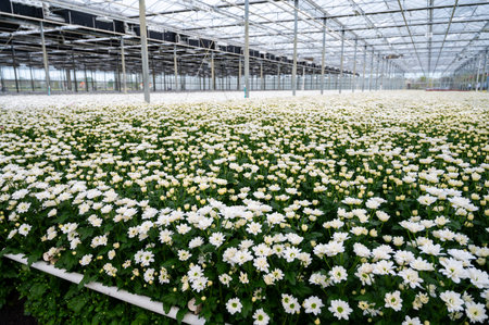 White Chrysanthemum flowers growth in huge Dutch greenhouse, fresh flowers for shops and auctions world wide delivery, flowers from Netherlandsの写真素材