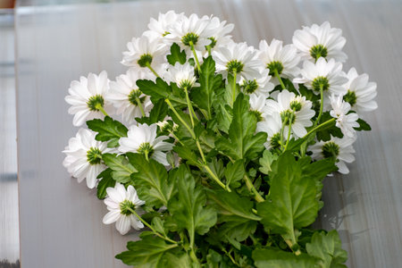 White Chrysanthemum flowers growth in huge Dutch greenhouse, fresh flowers for shops and auctions world wide delivery, package beltの写真素材