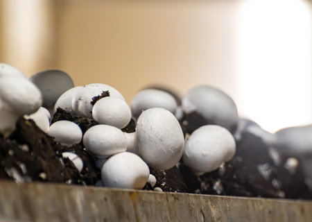 Growing of white mushrooms mushrooms, mycelium grow from compost into casing on organic farm in Netherlands, food industry in Europe, close upの写真素材