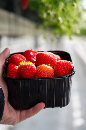 Dutch glass greenhouse, new harvest of ripe red sweet strawberries in box, cultivation of strawberries, rows with young growing strawberries plantsの写真素材