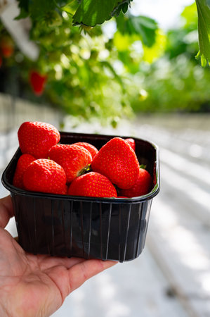 Dutch glass greenhouse, new harvest of ripe red sweet strawberries in box, cultivation of strawberries, rows with young growing strawberries plantsの写真素材