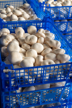 Cultivation of fresh white mushrooms mushrooms on organic farm in Netherlands, food industry in Europe, plastic boxes with mushrooms ready to saleの写真素材