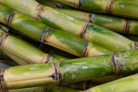 Stems of fresh sugar cane plant for squeezing sweet juice on Portobello roan food market in Londonの写真素材