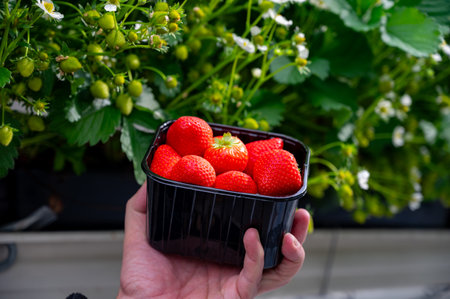 Dutch glass greenhouse, hand with new harvest of ripe red sweet strawberries in box, cultivation of strawberries, rows with young growing strawberries plantsの写真素材