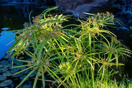 Ancient flora, green papyrus plant growing in pond of waterの写真素材